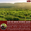 Premium Red Rooibos Tea Bags - 100% Natural & Pure