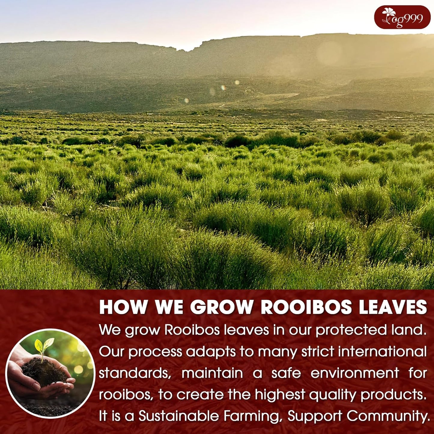 Premium Red Rooibos Tea Bags - 100% Natural & Pure