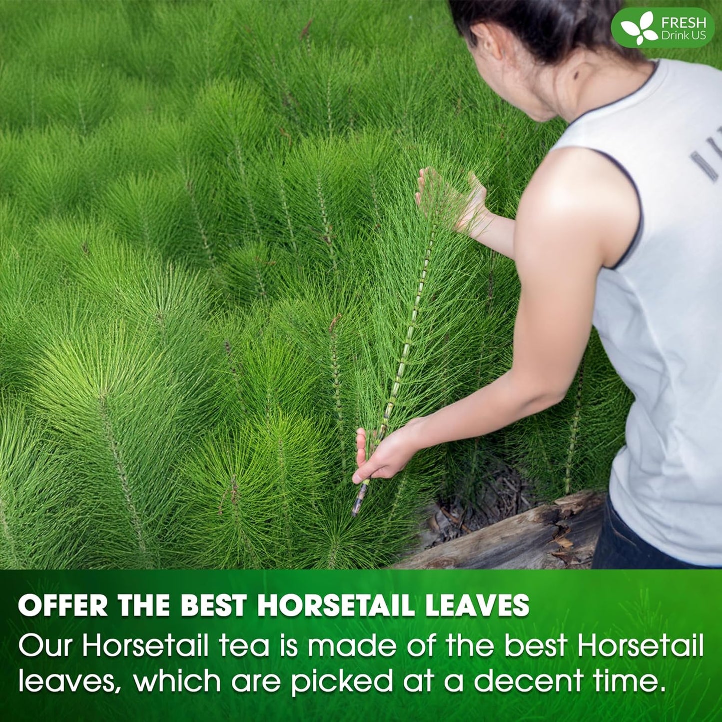 Premium Horsetail Leaf Tea Bags - 100% Natural & Pure