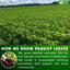 Premium Parsley Leaf Tea Bags - 100% Natural & Pure
