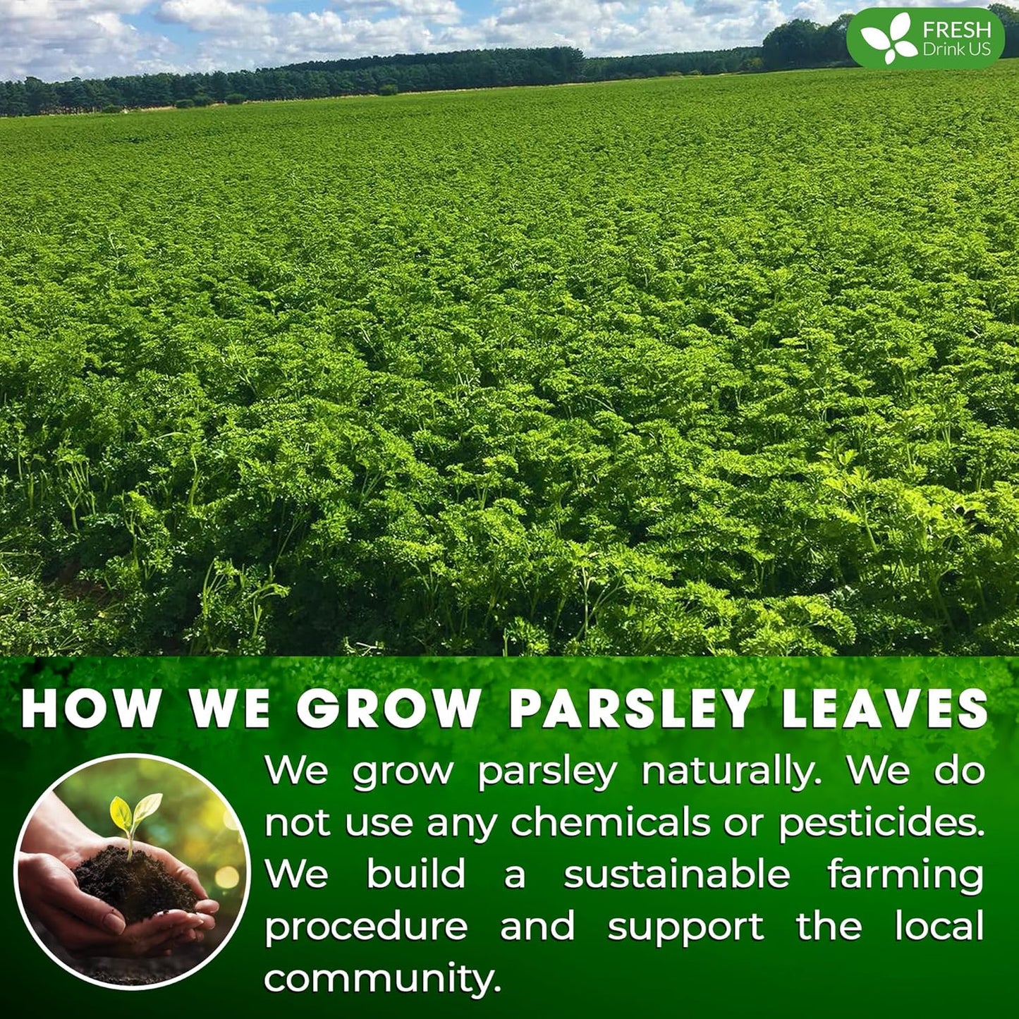Premium Parsley Leaf Tea Bags - 100% Natural & Pure