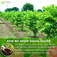 Premium Natural Guava Leaves - Whole Dried Herbal Tea