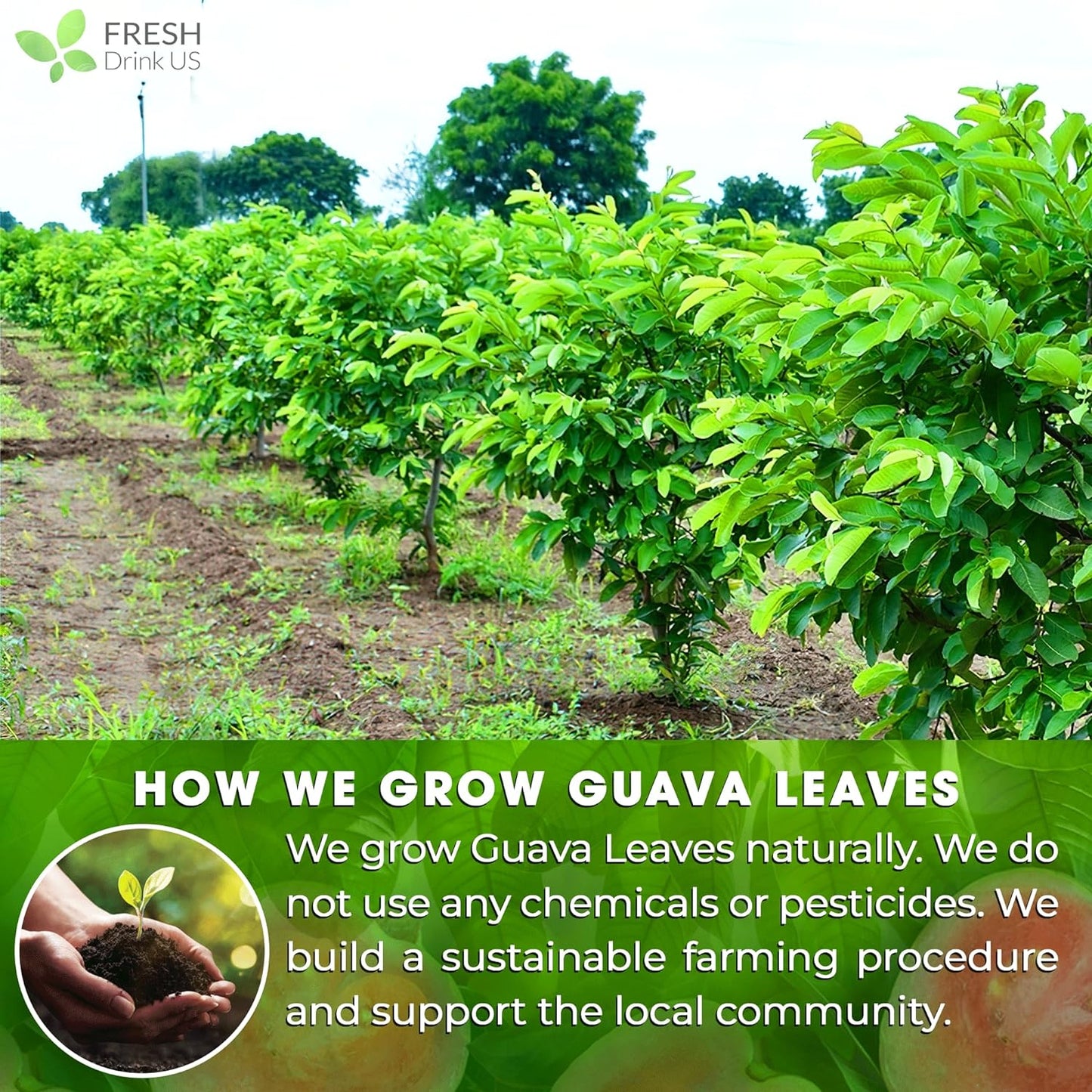 Premium Natural Guava Leaves - Whole Dried Herbal Tea