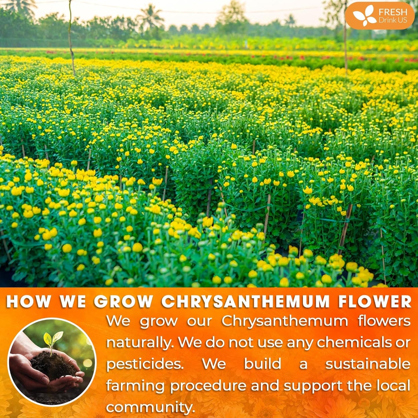 Premium Chrysanthemum Flowers, Chrysanthemum Herbal Tea, No Additives, No Caffeine, Vegan - Korvel
