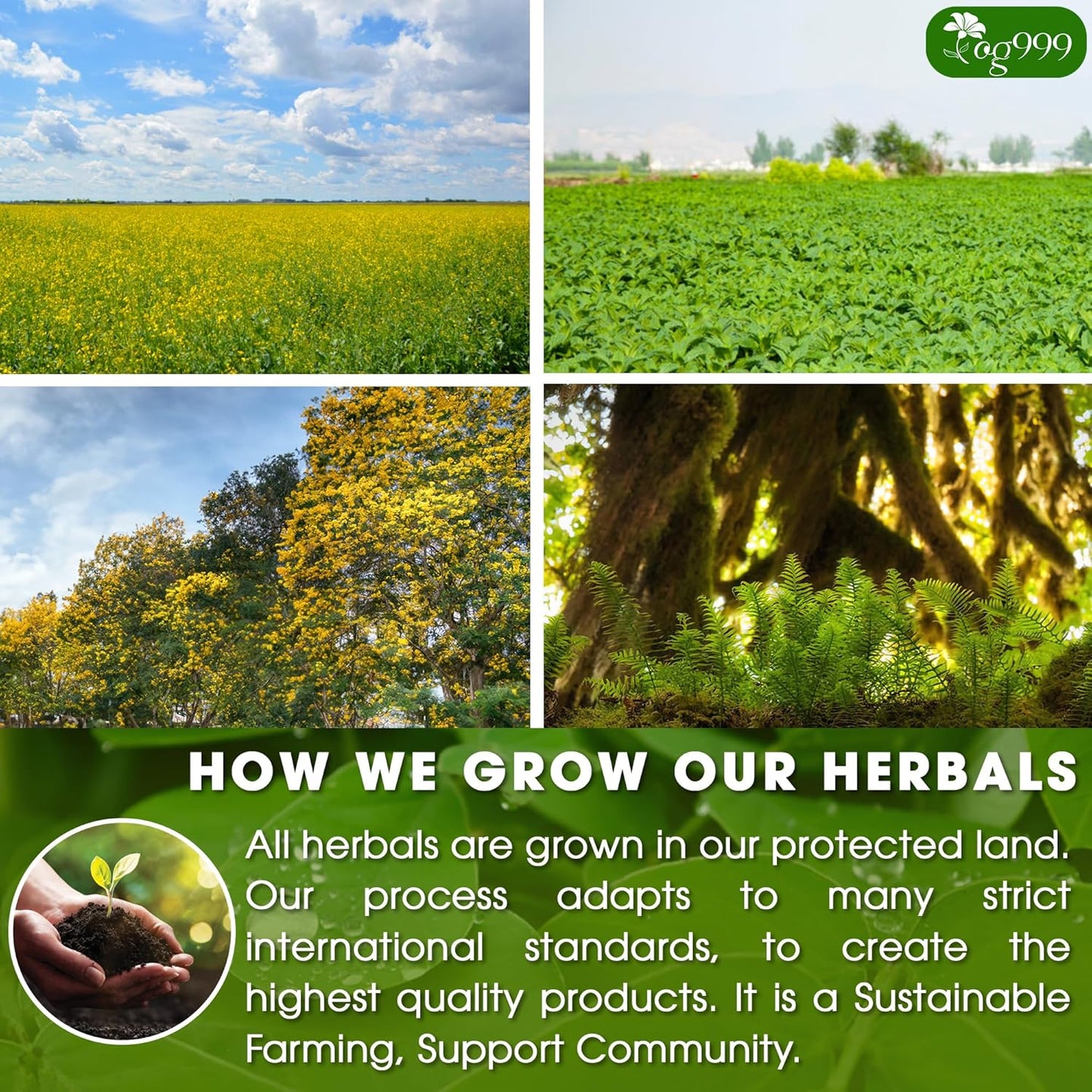 Bolsitas de té premium de menta y sen. Té natural para aliviar el estreñimiento. 