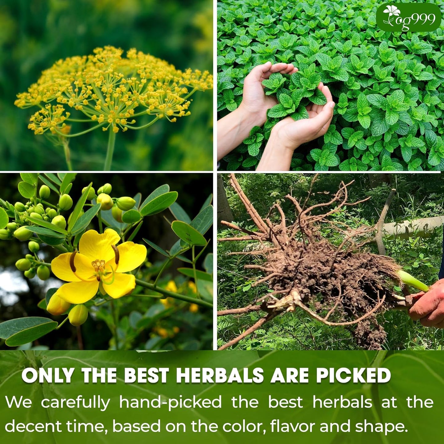 Bolsitas de té premium de menta y sen. Té natural para aliviar el estreñimiento. 