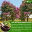 Premium Banaba Dried Leaves - Korvel