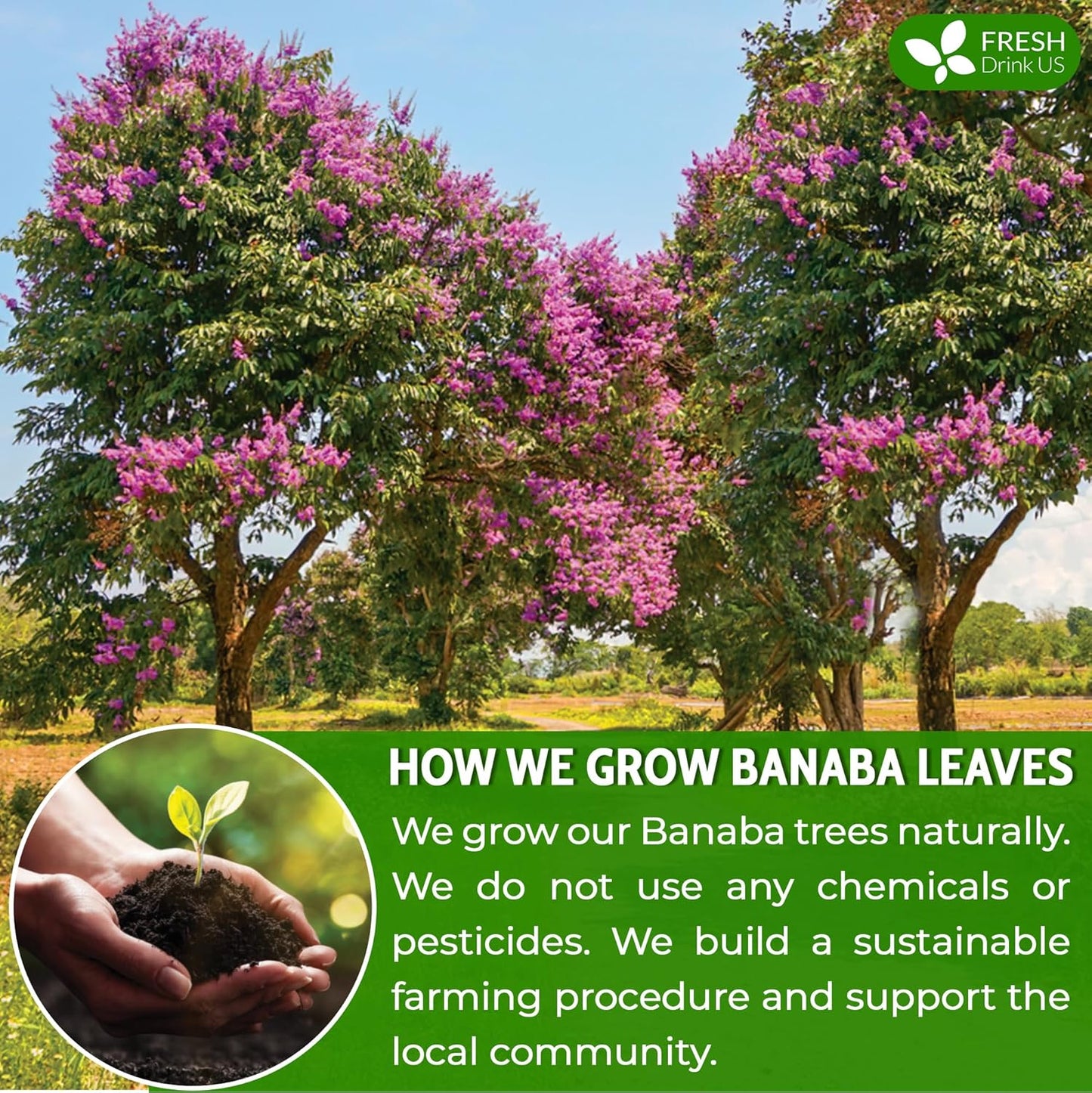 Premium Banaba Dried Leaves - Korvel