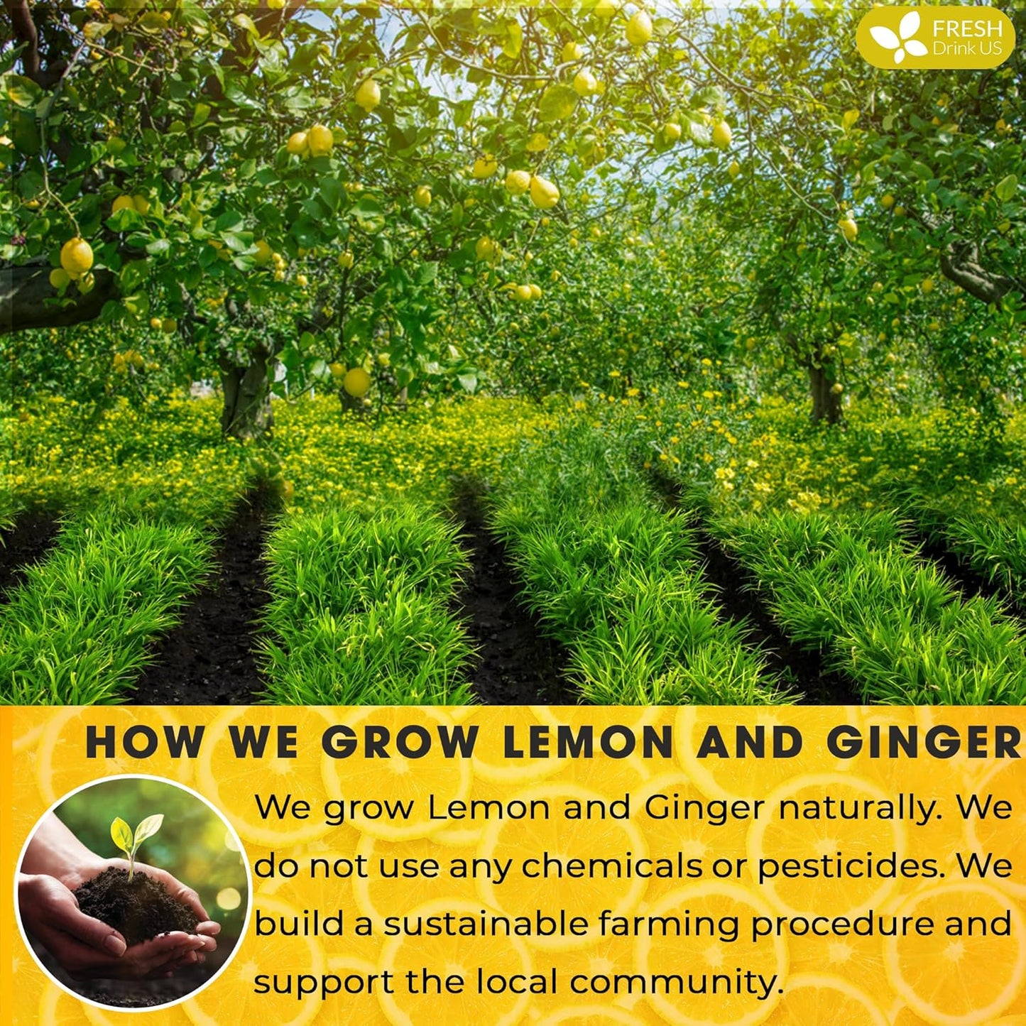 Premium Lemon Ginger Herbal Tea Bags - Eco-Conscious & Vegan