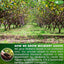 Premium Mulberry Leaf Tea Bags - Sugar-Free, Caffeine-Free, Vegan