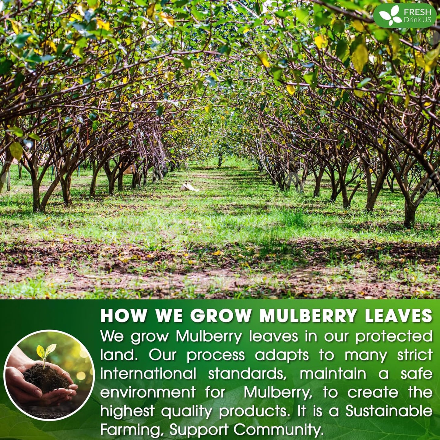 Premium Mulberry Leaf Tea Bags - Sugar-Free, Caffeine-Free, Vegan