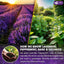 Premium Lavender Mint Tea Bags - 100% Natural Herbal Blend