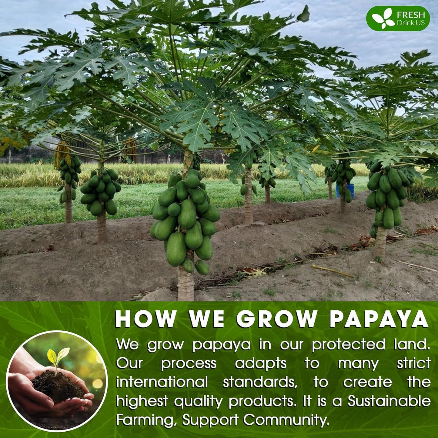 Premium Papaya Leaf Tea Bags - Natural, Vegan, Caffeine-Free