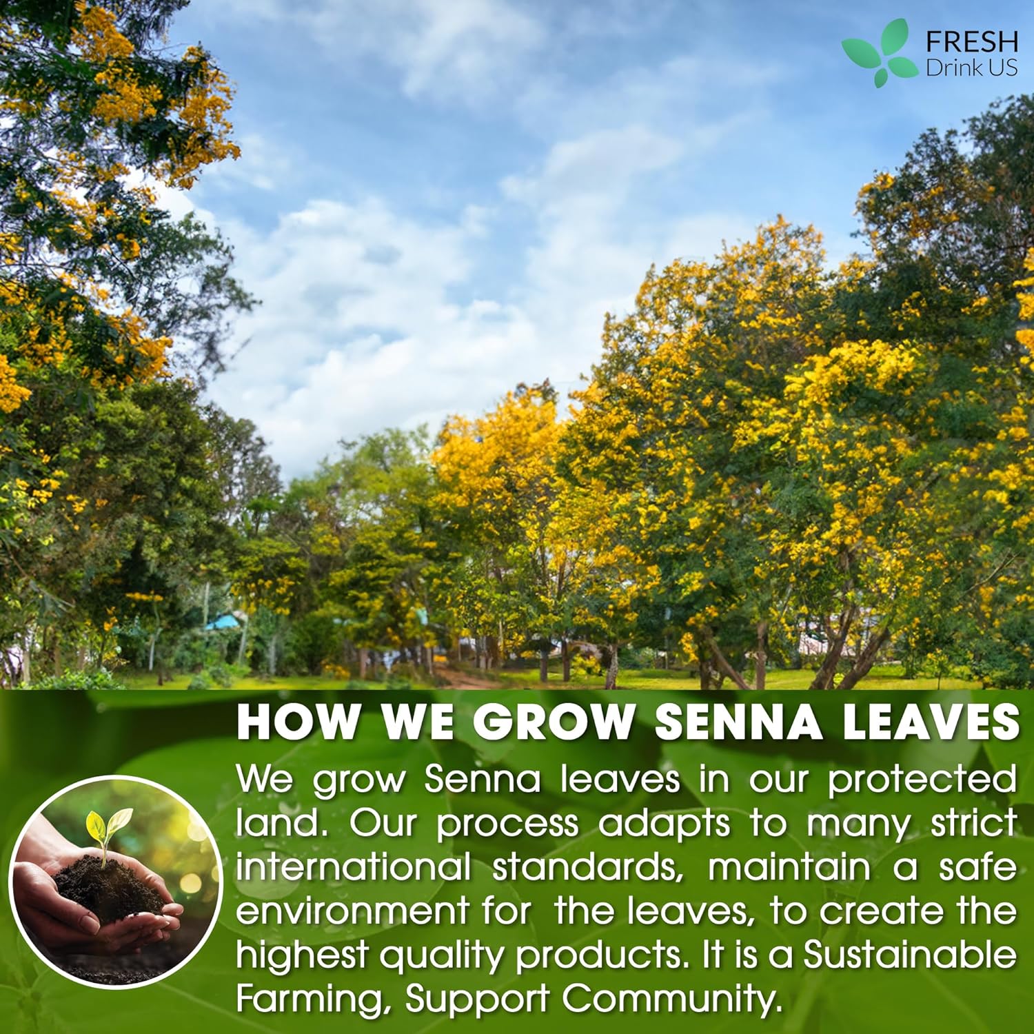Premium Senna Leaf Tea Bags, 100% Natural & Pure from Senna Leaves. Loose Leaf Senna Herbal Tea, Made with Natural Material Tea Bags, Senna Leaf Tea. No Sugar, No Caffeine, No Gluten, Vegan. - Korvel