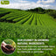 Premium Sencha Green Tea Bags - 100% Natural & Pure