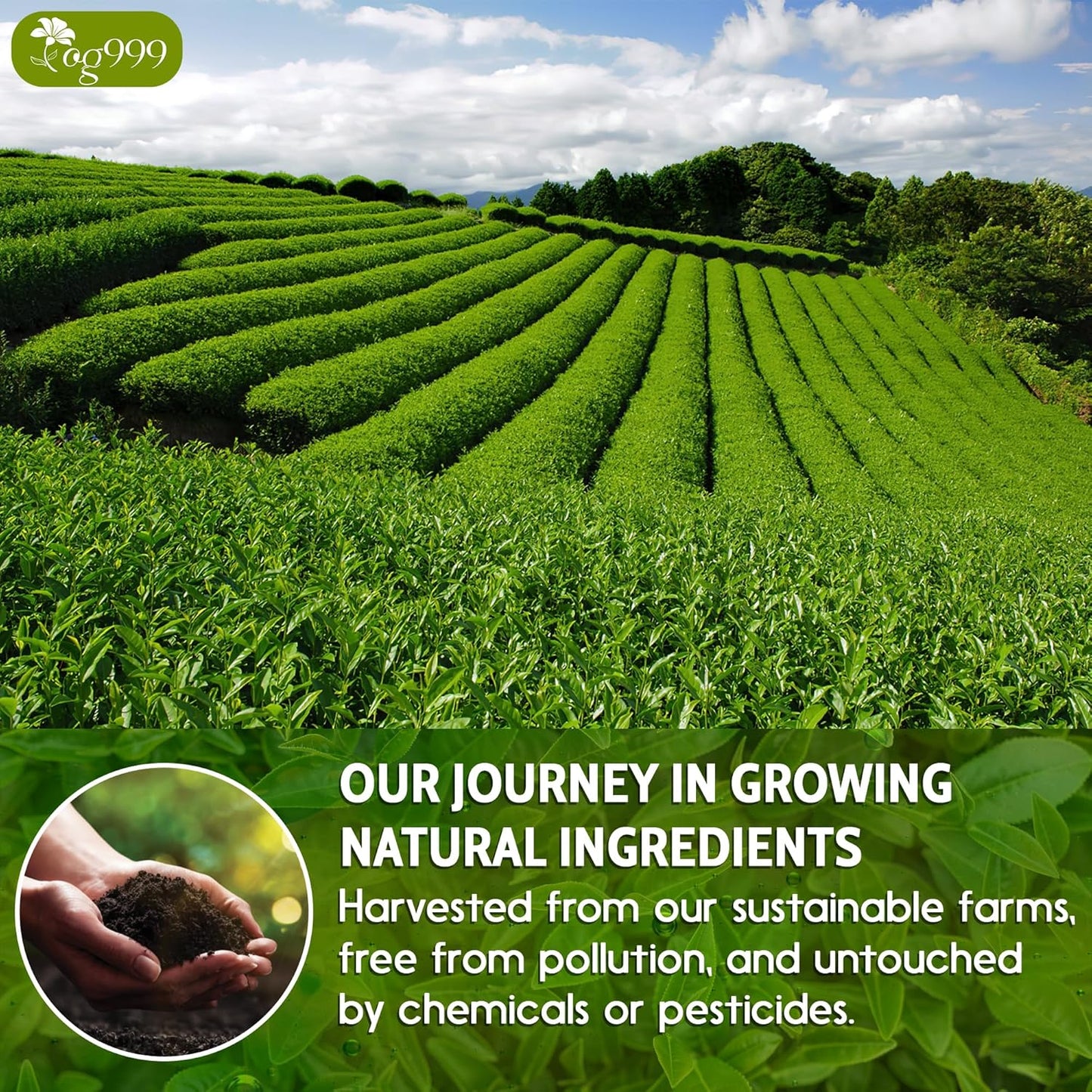 Premium Sencha Green Tea Bags - 100% Natural & Pure