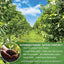 Premium Soursop Graviola Fruit Tea Bags - 100% Natural & Handmade