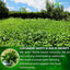 Premium Nettle Leaf Tea Bags - 100% Natural & Pure