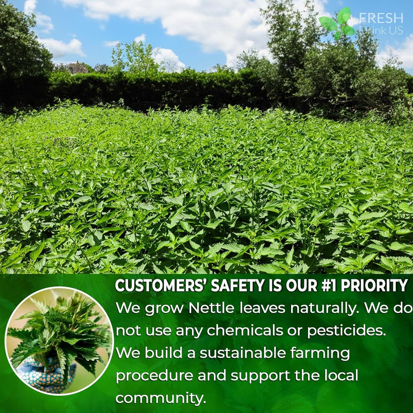 Premium Nettle Leaf Tea Bags - 100% Natural & Pure