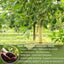 Natural Avocado Whole Leaves Dried, Tea Bags, 100% Pure from Avocado Leaves, Avocado Leaf Tea, Hojas de Aguacate Seca, No Additives, No Caffeine, Vegan - Korvel