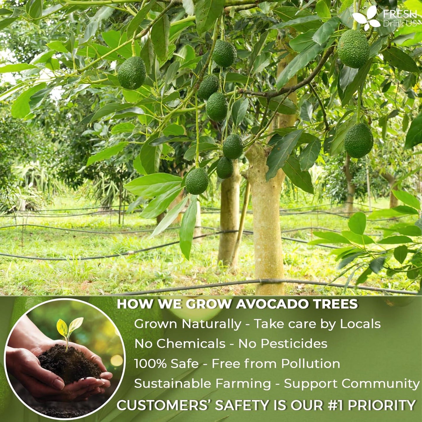 Natural Avocado Whole Leaves Dried, Tea Bags, 100% Pure from Avocado Leaves, Avocado Leaf Tea, Hojas de Aguacate Seca, No Additives, No Caffeine, Vegan - Korvel