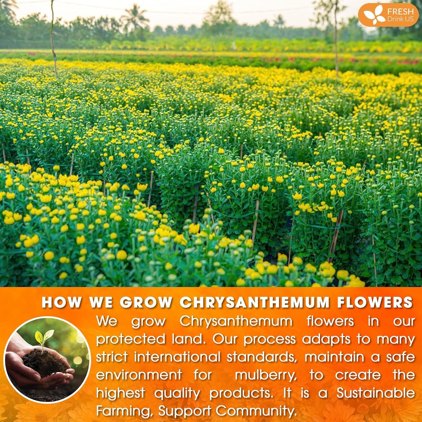 Organic Chrysanthemum Herbal Tea Bags - Caffeine-Free & Vegan
