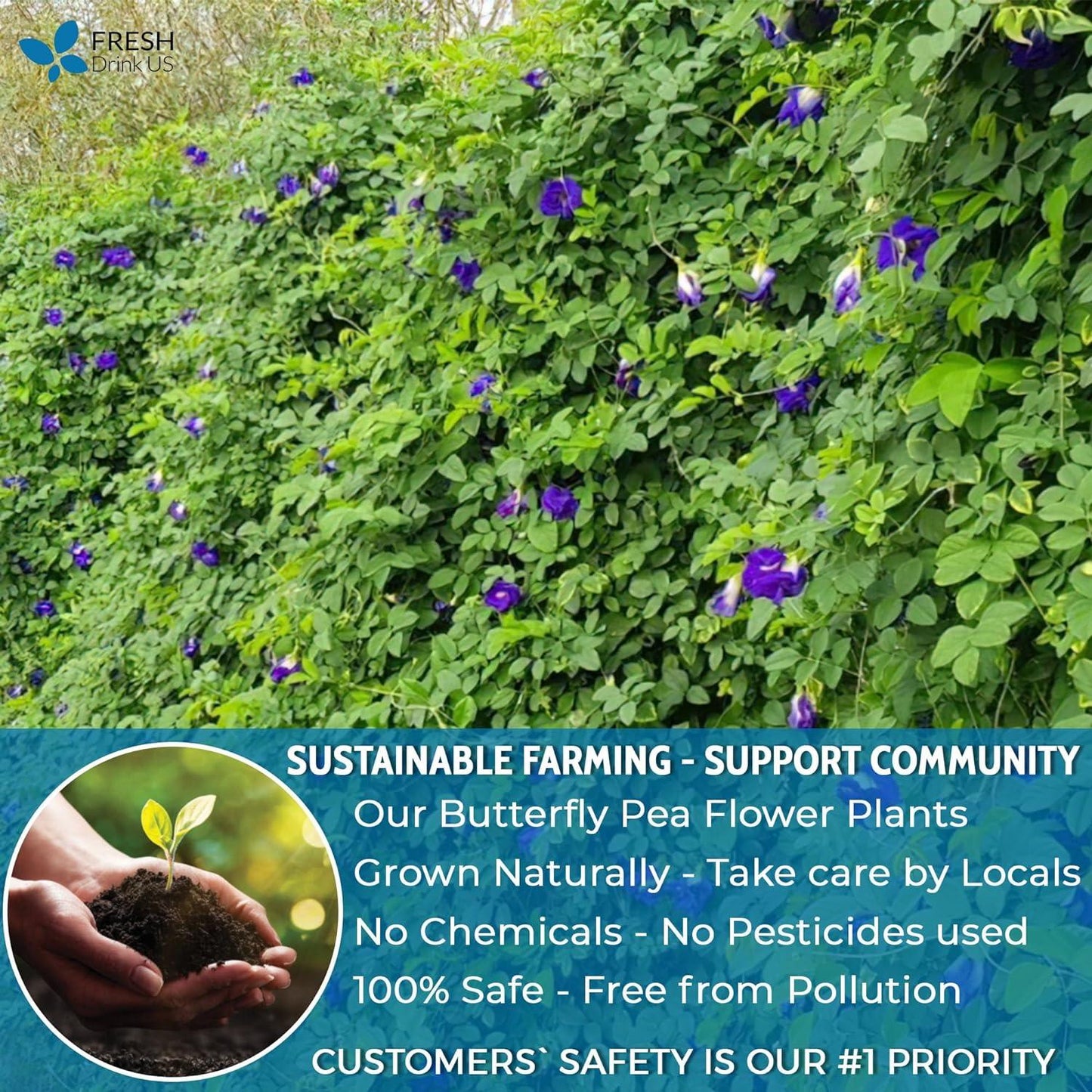 Premium Butterfly Pea Flowers, Tea Bags, 100% Natural and Pure from Butterfly Pea Flowers, Hand-made, Made With Natural Materials-Corn Fiber Tea Bag, Sugar/Caffeine/Gluten Free - Korvel