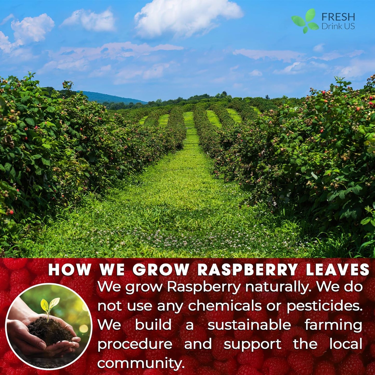 Premium Raspberry Leaf Tea Bags - 100% Natural & Pure