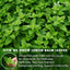 Premium Lemon Balm Leaf Tea Bags - 100% Natural & Pure