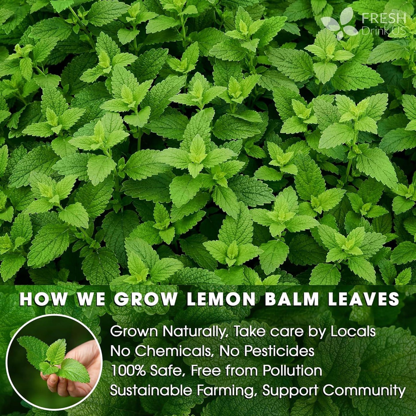 Premium Lemon Balm Leaf Tea Bags - 100% Natural & Pure