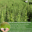Premium Rosemary Leaf Tea Bags - 100% Natural & Pure