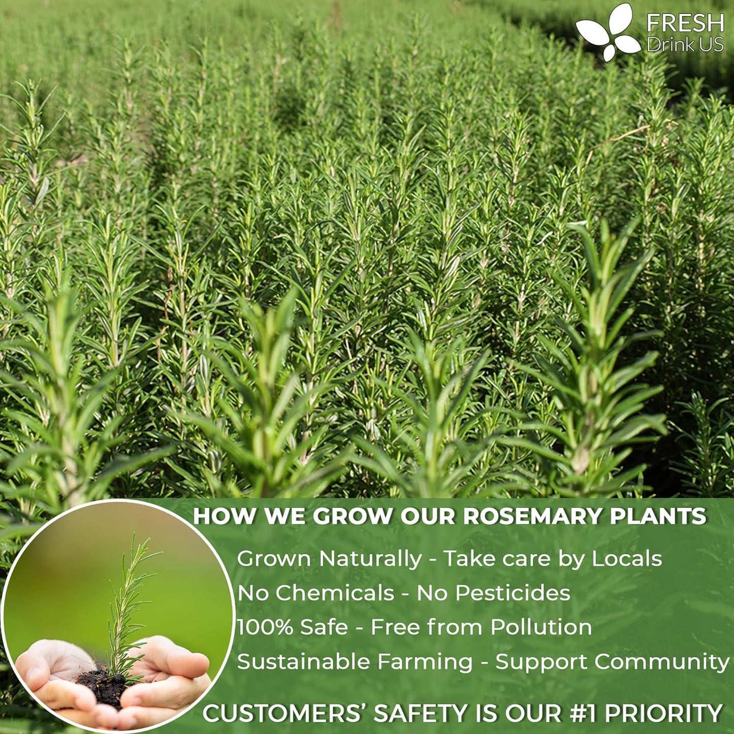 Premium Rosemary Leaf Tea Bags - 100% Natural & Pure