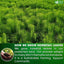 Premium Horsetail Leaf Tea Bags - 100% Natural & Pure