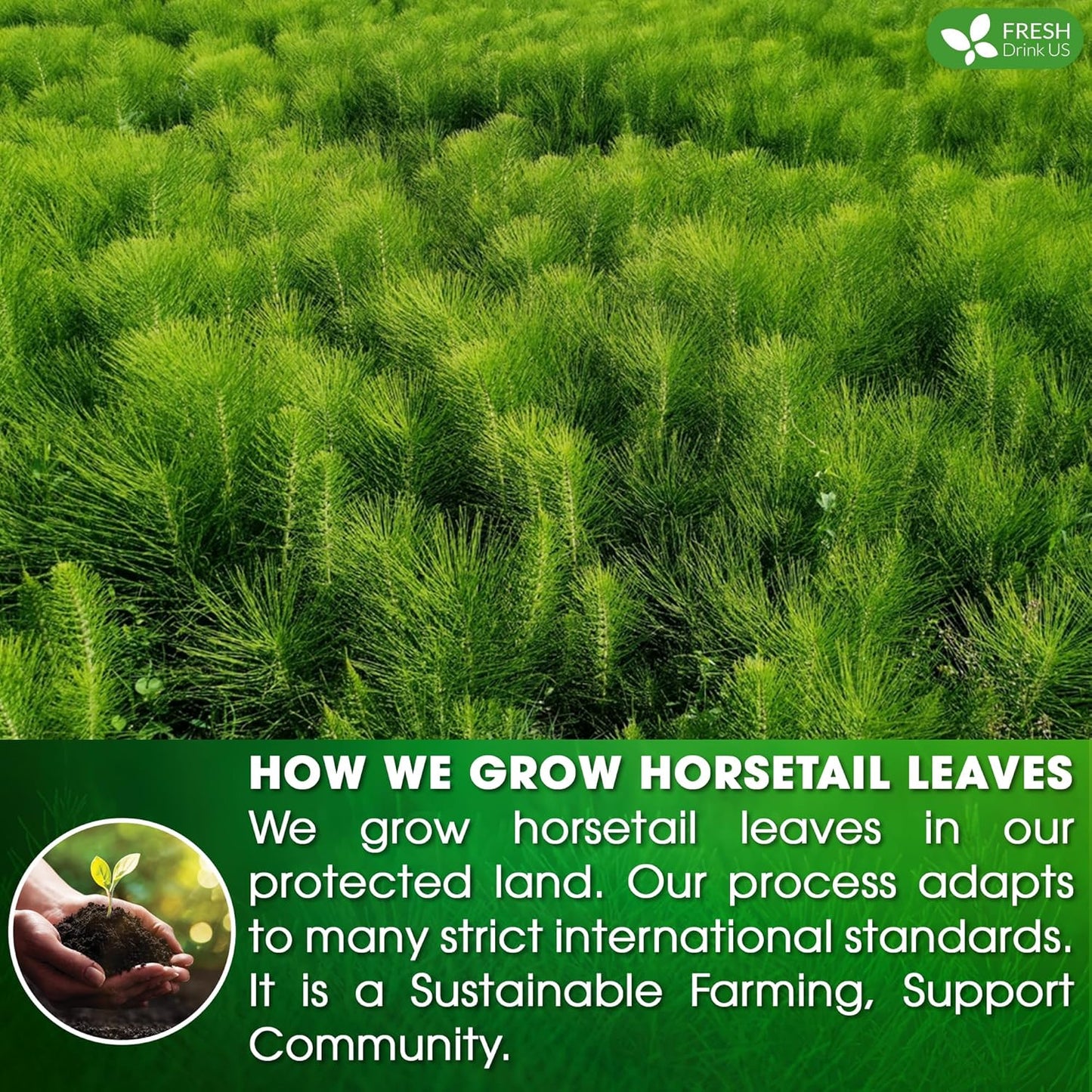 Premium Horsetail Leaf Tea Bags - 100% Natural & Pure