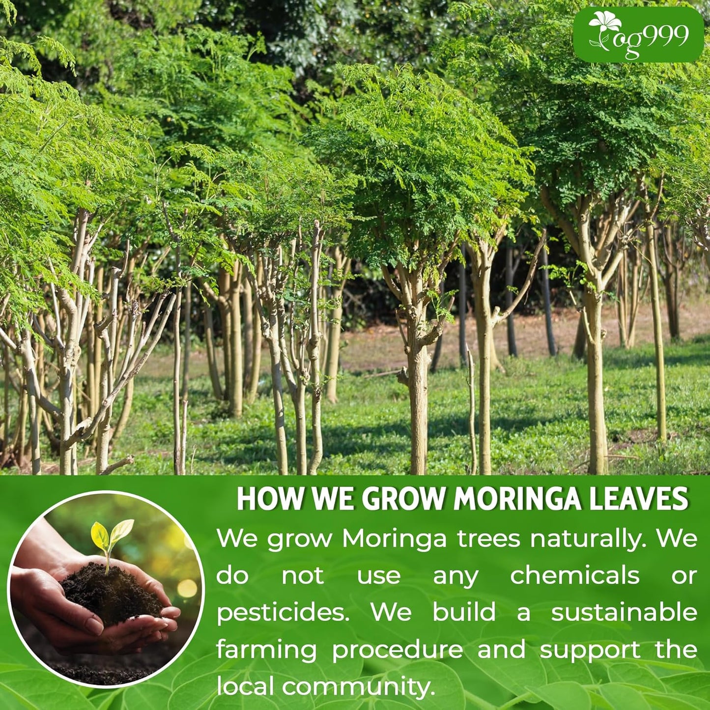 Polvo de hoja de moringa premium, 100 % natural y puro, sin aditivos, sin gluten, sin azúcar, vegano. 