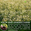 Chamomile Tea Bags, 100% Natural Chamomile, Freshly Picked, Naturally Dried Chamomile, Hand-made, Biodegradable Tea Bag - Korvel