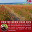 Premium Rosehip Tea Bags - 100% Natural & Pure