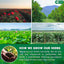 Premium Herbal Tea Blend for Refreshing Cleansing