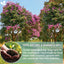 Hojas de banaba secas naturales, bolsitas de té, en polvo, hojas de banaba enteras, hojas de banaba secas 100 % puras, té de hojas de banaba, sin aditivos, sin cafeína, vegano 