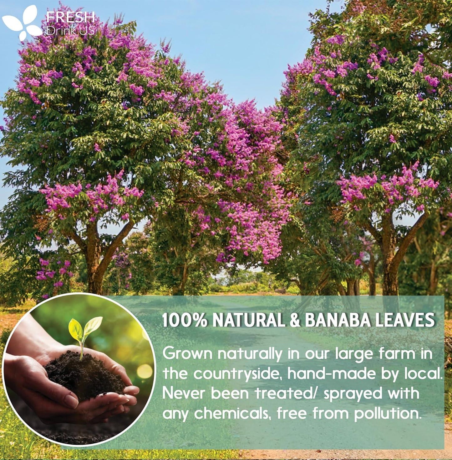 Hojas de banaba secas naturales, bolsitas de té, en polvo, hojas de banaba enteras, hojas de banaba secas 100 % puras, té de hojas de banaba, sin aditivos, sin cafeína, vegano 