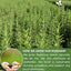 Premium Rosemary Leaf Tea Bags - 100% Natural & Pure