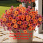 EcoBloom Outdoor Flower Set - Korvel