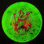 Doomsday Discs Plague Distance Driver