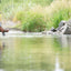 Nymphe Still Water Midge Zebra Rouge à Tête Perlée - Taille 20 (6 Mouches)