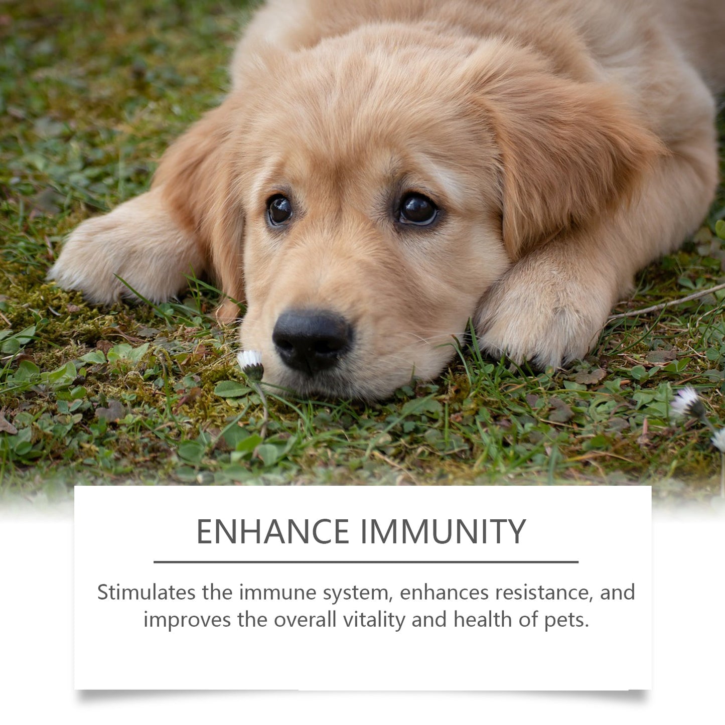 Premium Immune Support Supplement for Dogs