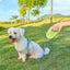 3m Pet Leash For Small Dogs Cat Automatic Retractable Nylon Durable Walking Lead Puppy Outdoor Travel Pet Products 1pcs - Korvel