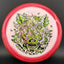 Halo R-Pro Pig - Zombie Pig Disc Golf Disc