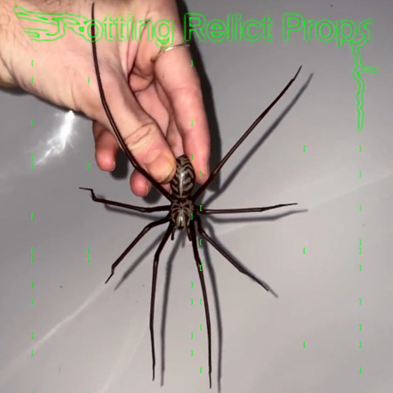 Plastic Spider as Decoration - Novelty Ornament - Korvel