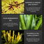 Private Label Manufacturer Cosmetics 30ml Natural Organic Tanning Oil Long Lasting Sun Tanning Drops Oil Self Tanner Tanning Oil - Korvel