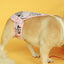 Pet Dog Physiological Pants Aunt Pants corgi - Korvel